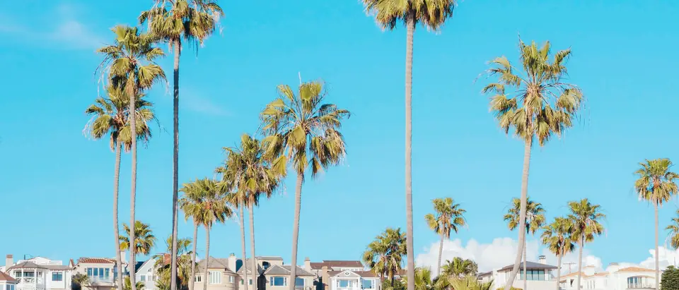 Tall palm trees over a row of houses under a blue sky